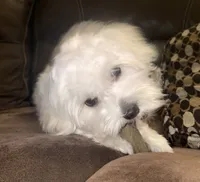 Riley, a male Maltese for sale in Piqua, OH – 4 of 7