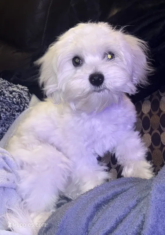 Riley – Maltese puppy for sale in Piqua, OH