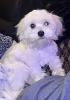 Riley, a male Maltese for sale in Piqua, OH – 1 of 7