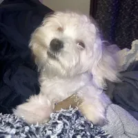 Riley, a male Maltese for sale in Piqua, OH – 7 of 7
