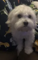 Riley, a male Maltese for sale in Piqua, OH – 2 of 7