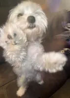 Riley, a male Maltese for sale in Piqua, OH – 6 of 7