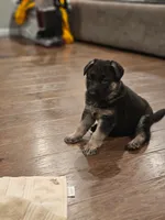 White, a male German Shepherd Dog for sale in Commerce City, CO – Photo 4 of 10