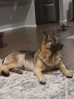 White, a male German Shepherd Dog for sale in Commerce City, CO – Photo 7 of 10