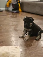 White, a male German Shepherd Dog for sale in Commerce City, CO – Photo 3 of 10