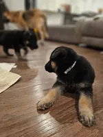 White, a male German Shepherd Dog for sale in Commerce City, CO – Photo 5 of 10