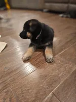 White, a male German Shepherd Dog for sale in Commerce City, CO – Photo 2 of 10