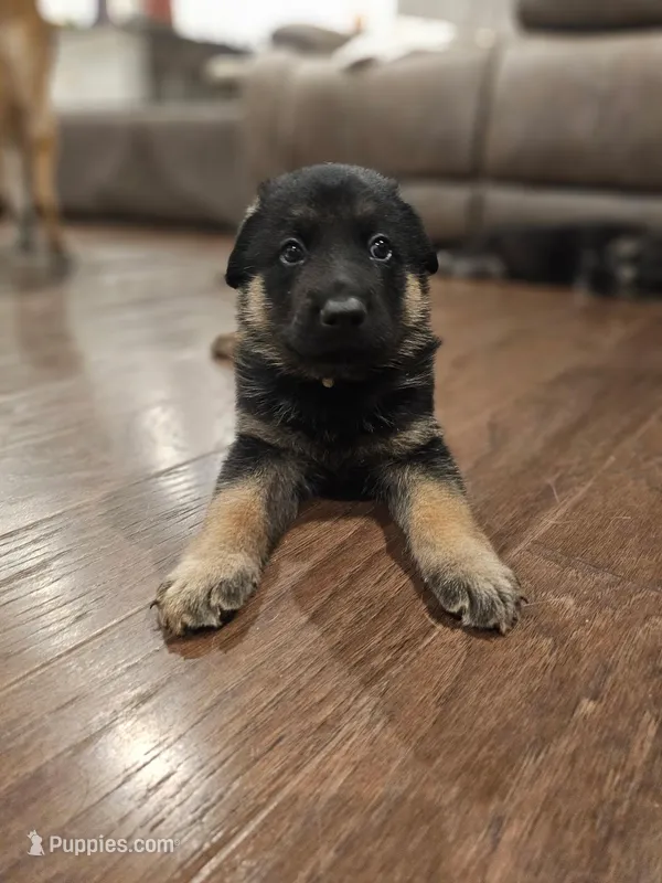 White – German Shepherd Dog puppy for sale in Commerce City, CO