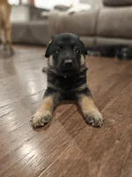 White, a male German Shepherd Dog for sale in Commerce City, CO – Photo 1 of 10