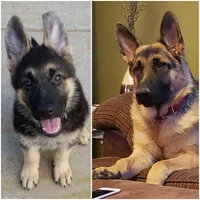 White, a male German Shepherd Dog for sale in Commerce City, CO – Photo 6 of 10