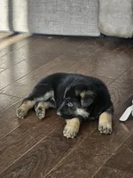 White, a male German Shepherd Dog for sale in Commerce City, CO – Photo 10 of 10