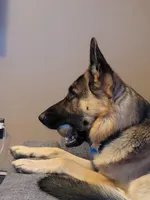 White, a male German Shepherd Dog for sale in Commerce City, CO – Photo 8 of 10