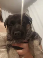 Blue, a male German Shepherd Dog for sale in Commerce City, CO – Photo 2 of 8