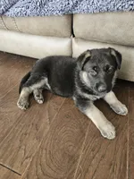 Blue, a male German Shepherd Dog for sale in Commerce City, CO – Photo 8 of 8