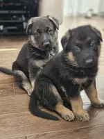 Blue, a male German Shepherd Dog for sale in Commerce City, CO – Photo 6 of 8
