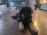 Blue, a male German Shepherd Dog for sale in Commerce City, CO – Photo 4 of 8