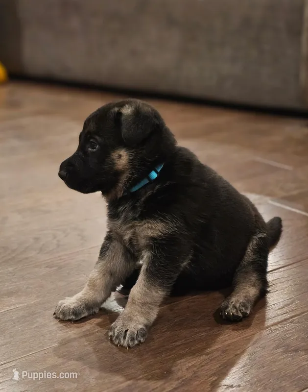 Blue – German Shepherd Dog puppy for sale in Commerce City, CO