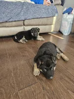 Blue, a male German Shepherd Dog for sale in Commerce City, CO – Photo 7 of 8