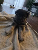 Blue, a male German Shepherd Dog for sale in Commerce City, CO – Photo 3 of 8