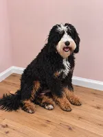 Story , a female Bernedoodle for sale in Wellsville, KS – 1 of 2