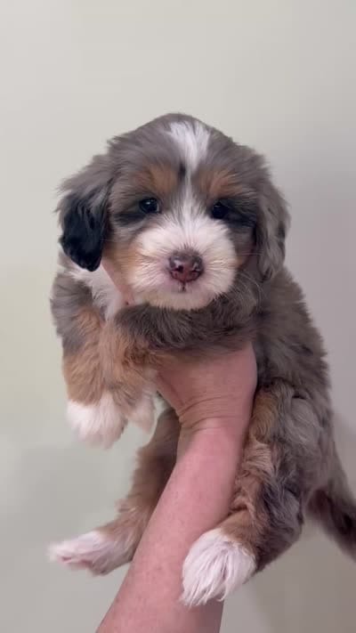 Blue Merle Tri , a female Miniature Bernedoodle for sale in Wellsville, KS – 2 of 2