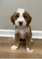 Red Tuxedo , a male Miniature Bernedoodle for sale in Wellsville, KS – 1 of 2