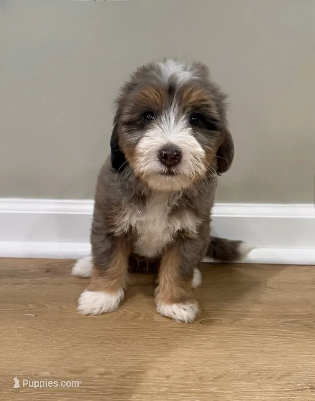 Blue Merle Tri  – Miniature Bernedoodle puppy for sale in Wellsville, KS
