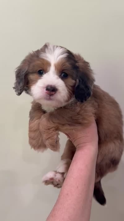 Sable Merle , a female Miniature Bernedoodle for sale in Wellsville, KS – 2 of 2