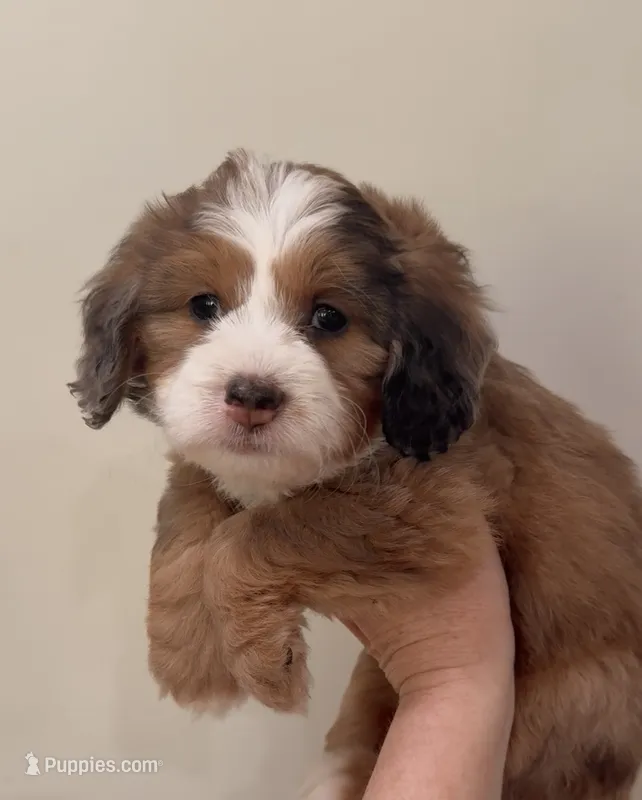 Sable Merle  – Miniature Bernedoodle puppy for sale in Wellsville, KS