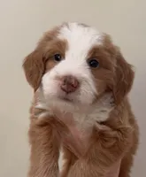 Red Tuxedo, a male Miniature Bernedoodle for sale in Wellsville, KS – 1 of 2