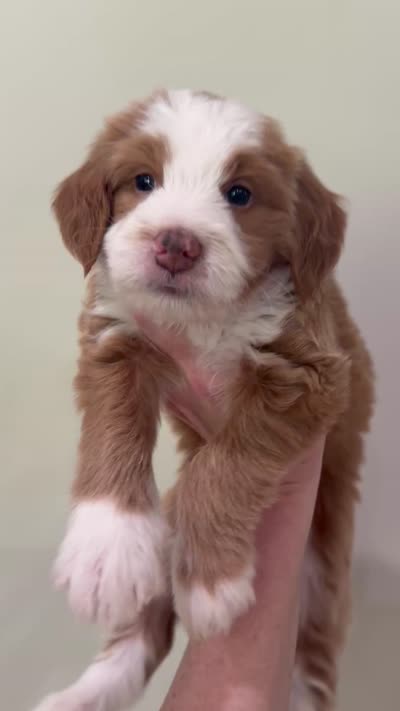 Red Tuxedo, a male Miniature Bernedoodle for sale in Wellsville, KS – 2 of 2