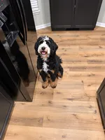Story , a female Bernedoodle for sale in Wellsville, KS – 2 of 2