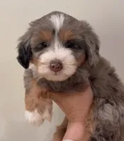Blue Merle Tri , a female Miniature Bernedoodle for sale in Wellsville, KS – 1 of 2