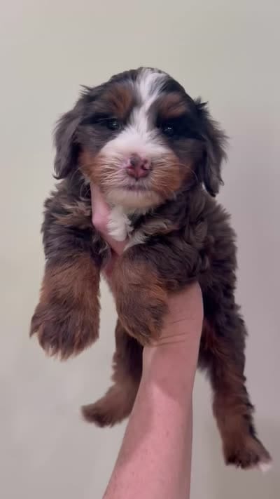 Blue Merle Boy, a male Miniature Bernedoodle for sale in Wellsville, KS – 2 of 2
