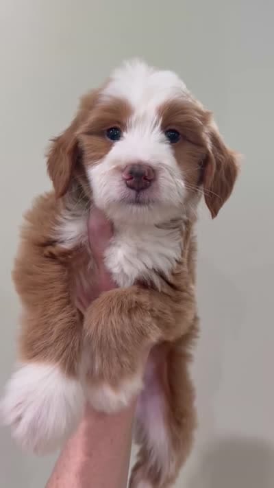 Red Tuxedo , a male Miniature Bernedoodle for sale in Wellsville, KS – 2 of 2