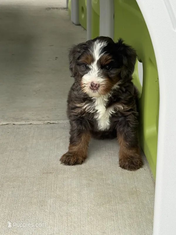 Blue Merle Boy – Miniature Bernedoodle puppy for sale in Wellsville, KS