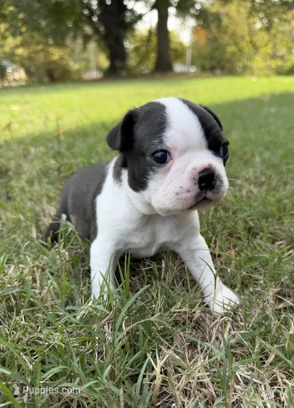 Gunther – Boston Terrier puppy for sale in Garfield, AR
