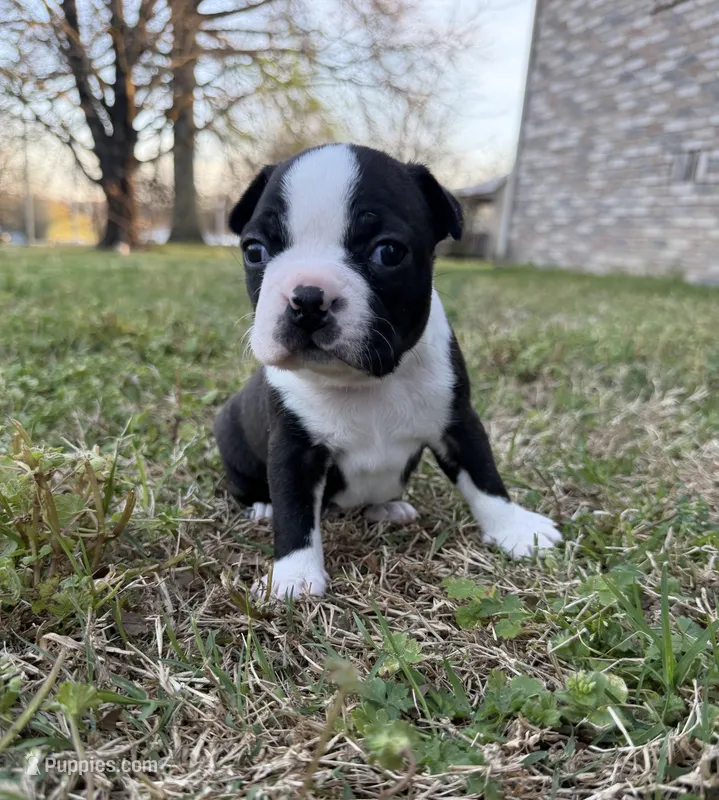Smitty – Boston Terrier puppy for sale in Garfield, AR