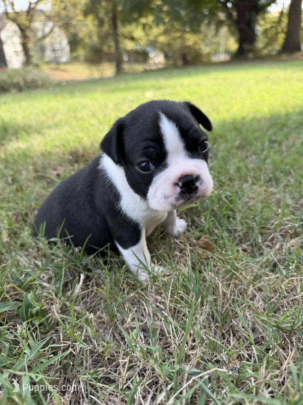 Milo – Boston Terrier puppy for sale in Garfield, AR