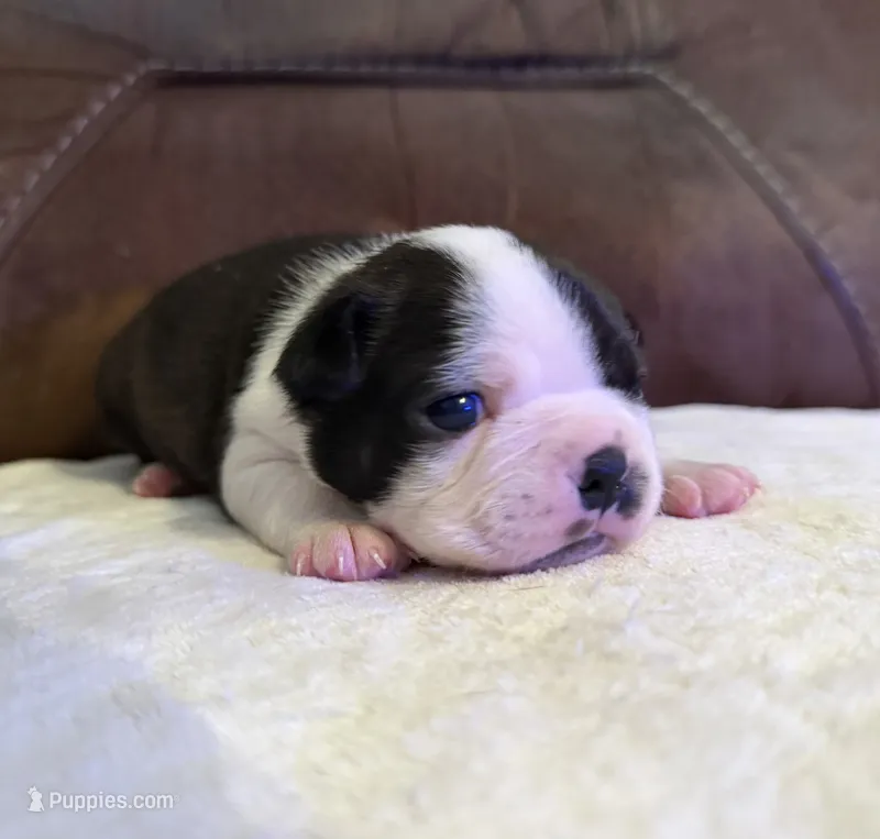 Gunther – Boston Terrier puppy for sale in Garfield, AR