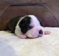 Gunther, a male Boston Terrier for sale in Garfield, AR – 1 of 1