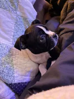 Maya, a female Boston Terrier for sale in Garfield, AR – 2 of 10