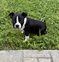Maya, a female Boston Terrier for sale in Garfield, AR – 5 of 10