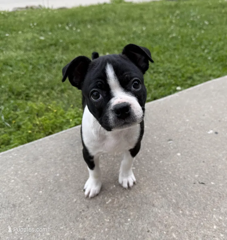 Maya, a female Boston Terrier for sale in Garfield, AR – 1 of 10