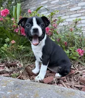 Maya, a female Boston Terrier for sale in Garfield, AR – 10 of 10