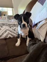 Maya, a female Boston Terrier for sale in Garfield, AR – 6 of 10