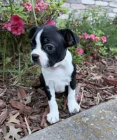 Maya, a female Boston Terrier for sale in Garfield, AR – 8 of 10