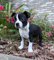 Maya, a female Boston Terrier for sale in Garfield, AR – 7 of 10