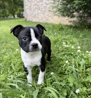 Maya, a female Boston Terrier for sale in Garfield, AR – 4 of 10