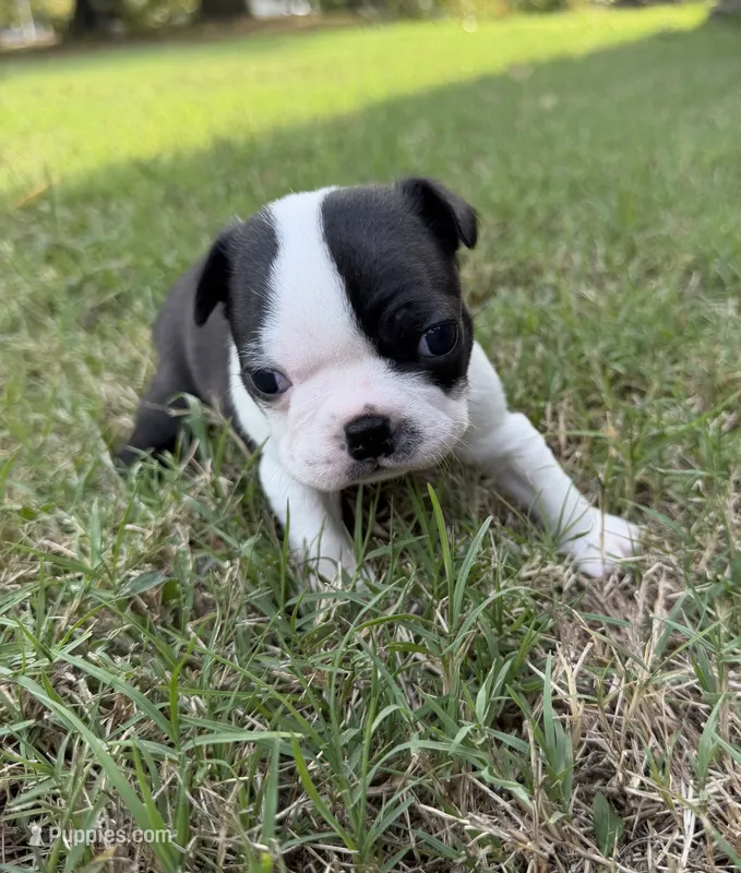 Gunther – Boston Terrier puppy for sale in Garfield, AR